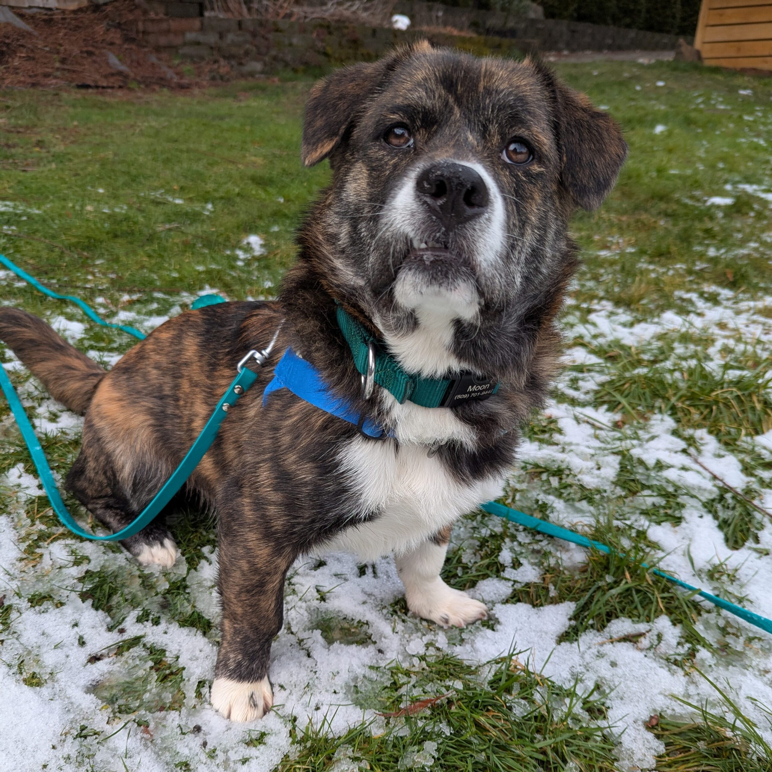The first member of The Friendly Bark indoor park 