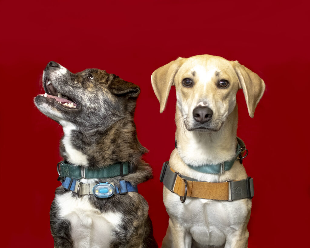Two dogs one yellow looking forward one brown striped looking to the side happy to play at The Friendly Bark
