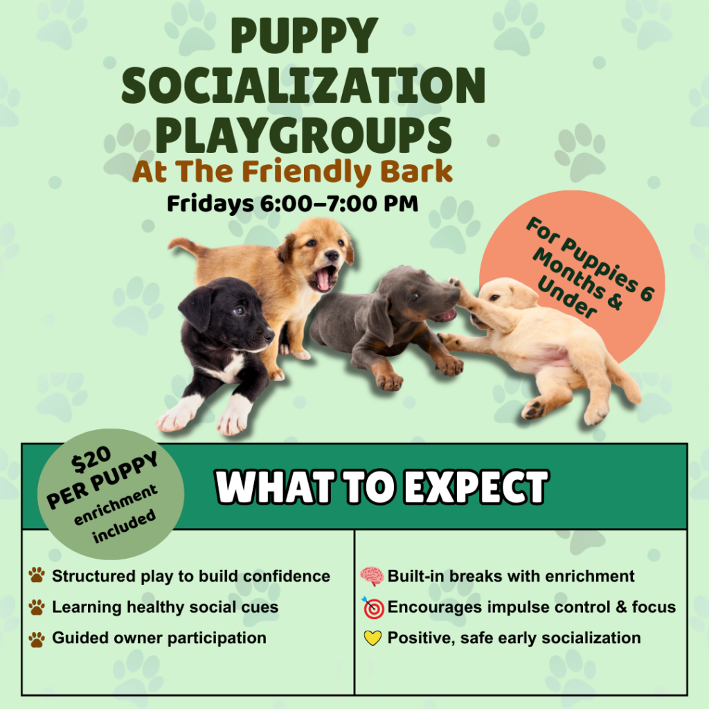 Puppy socialization playgroup class at The Friendly Bark indoor dog park in Lynnwood