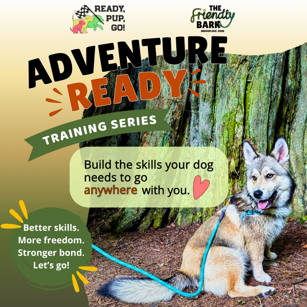 Adventure ready dog training Instagram carousel