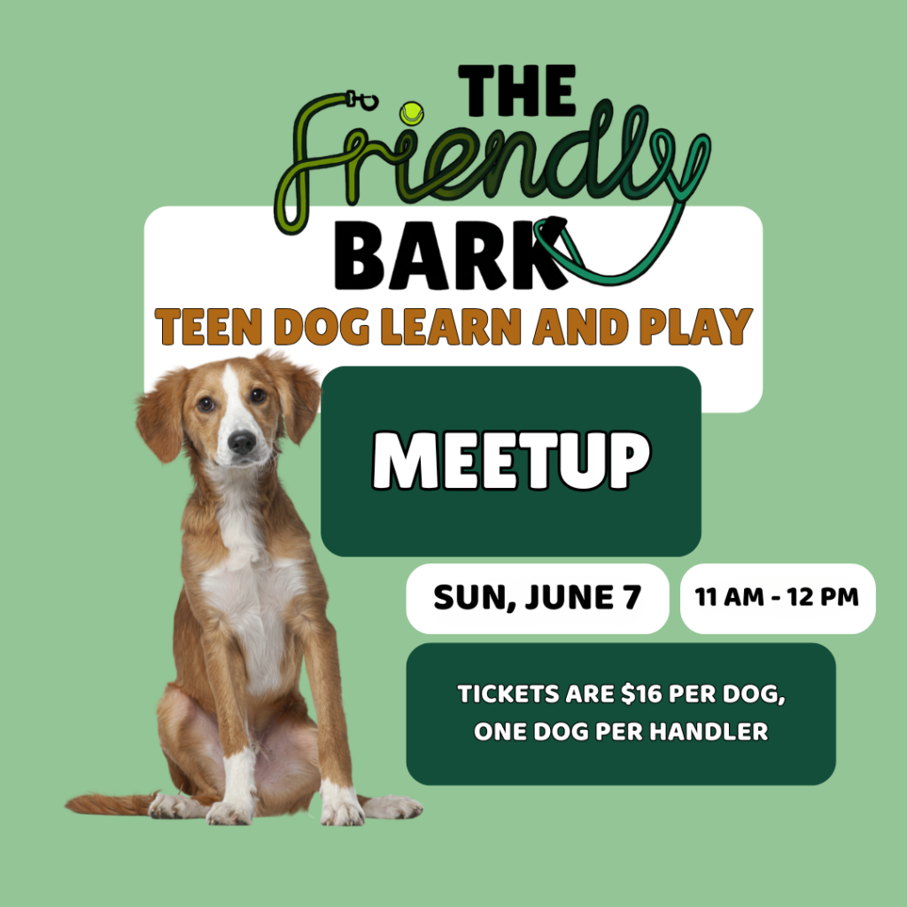 Teen dog play group and dog training at The Friendly Bark indoor dog park and training facility