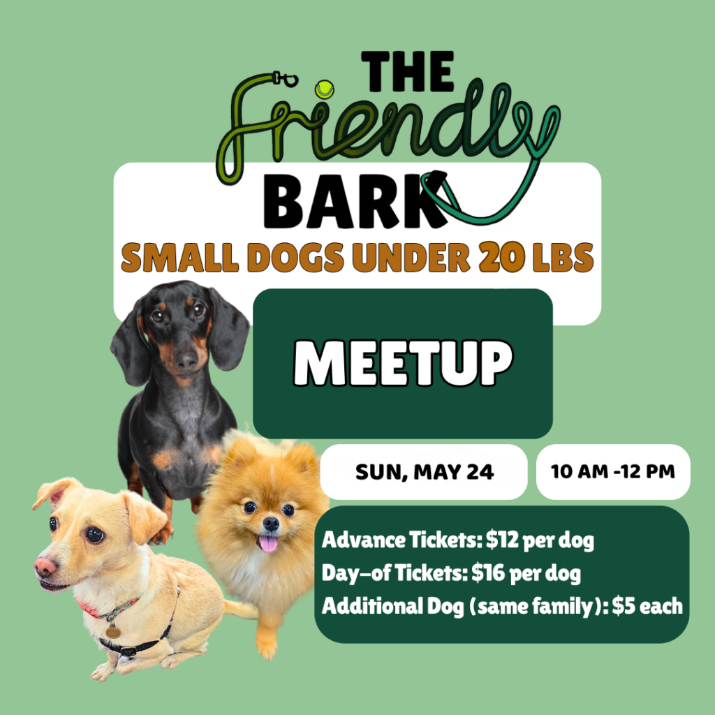 Small dog meetup at Lynnwood WA indoor dog park The Friendly Bark