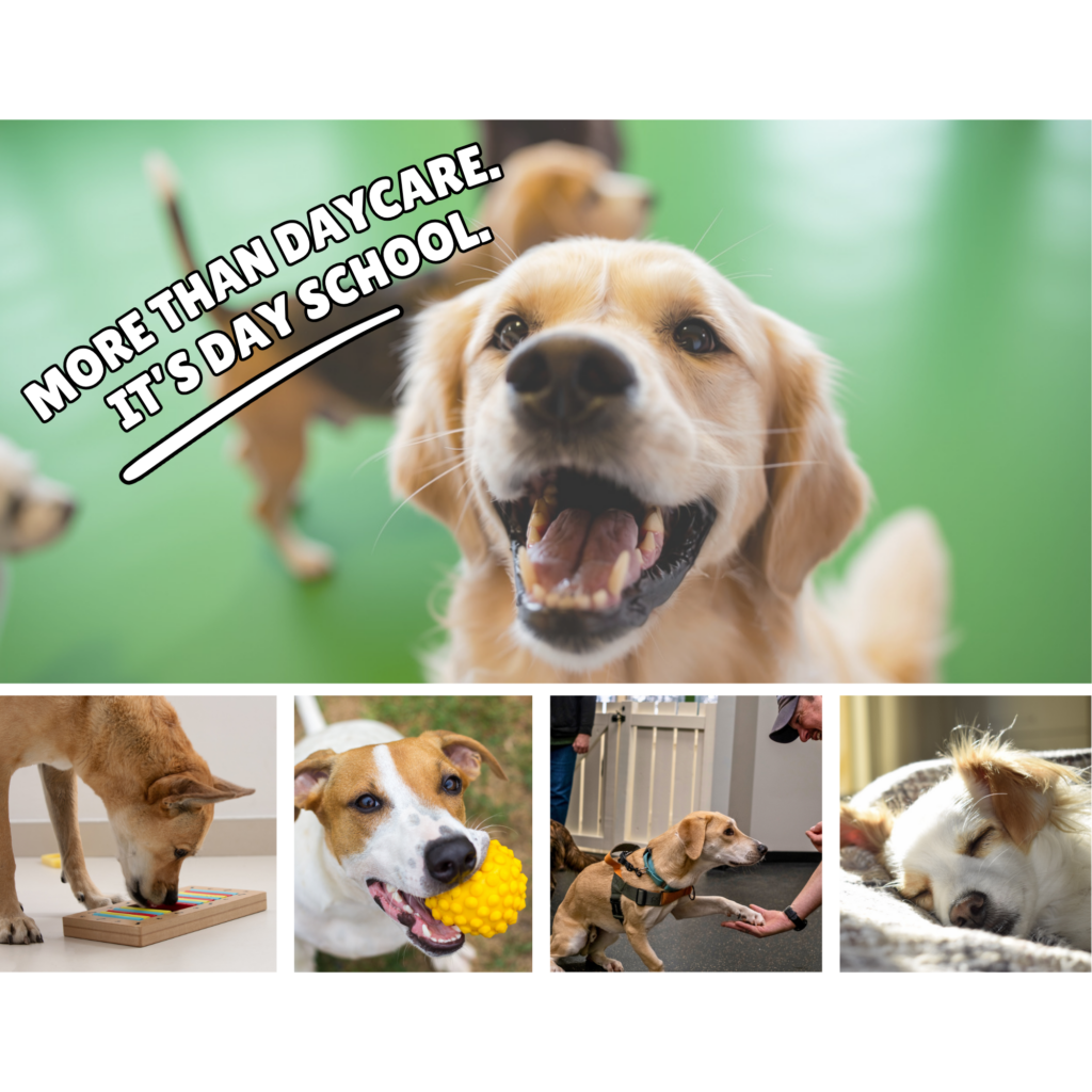 Bark Academy Enrichment Based Daycare in Lynnwood, WA Dogs participating in enrichment activities at Bark Academy in Lynnwood, WA. Bark Academy enrichment based dog daycare in Lynnwood, WA at The Friendly Bark indoor dog park