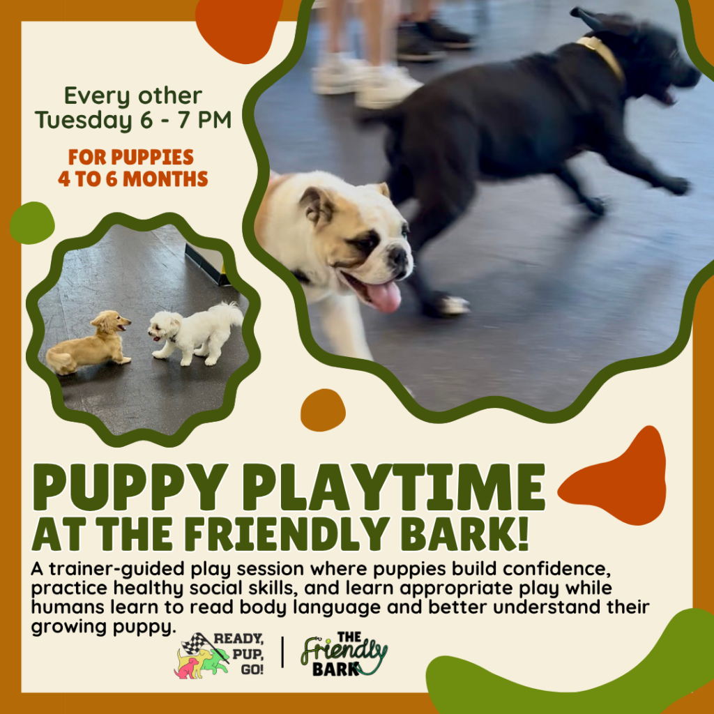 Puppy Playtime at The Friendly Bark in Lynnwood, WA indoor dog park and dog training facility