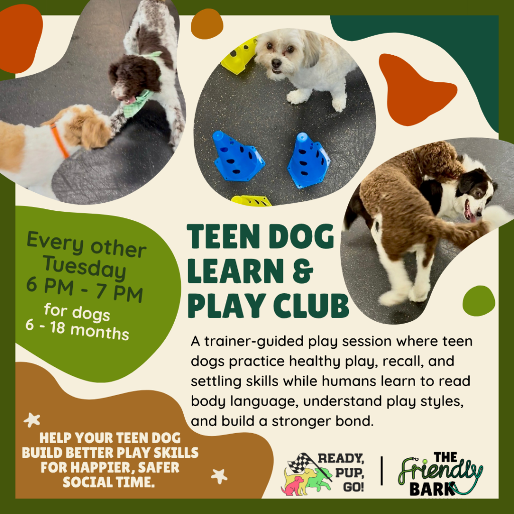 Teen Dog Play and Learn at The Friendly Bark in Lynnwood, WA indoor dog park